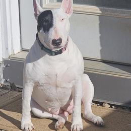 Astrid - White and black brindle female Bull Terrier puppy in Beech Bluff, Tennessee from Forever Young Bull Terriers