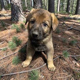 Joanie - Sable female German Shepherd puppy in Oakland, Oregon from VHM German Shepherds