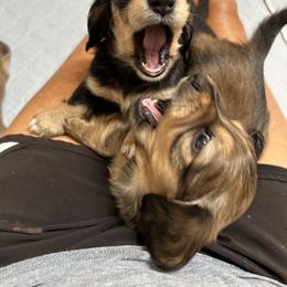 Dachshund Puppies from Dotted Doxies