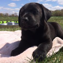 Labrador Retrievers from Wanderer Labrador Retrievers
