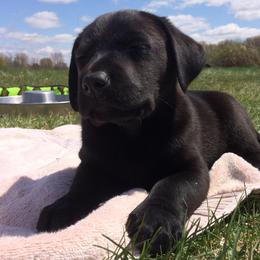 Labrador Retrievers from Wanderer Labrador Retrievers