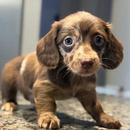 Blue Eyes Chocolate Dapple Male - Dapple male Dachshund puppy in Horizon City, Texas from Micah's Minis