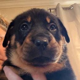 Teal Collar - Black and rust female Beauceron puppy in Floyd’s Knobs, Indiana from Birdwing Beaucerons