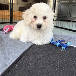 WILLOW - White female Assorted Doodle Crosses puppy in Auburn, Massachusetts from Poochon Paw