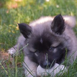 Dorian - male Nenets Herding Laika puppy in Manns Choice, Pennsylvania from Mystic Winds Kennel