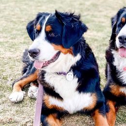Bernese Mountain Dogs from Downy Dutch Bernese
