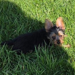 Cashe - Black and tan male Yorkshire Terrier puppy in Grafton, West Virginia from Gemstone Kennel