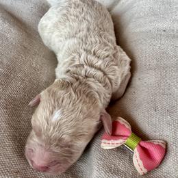 Posy - Apricot female Goldendoodle puppy in Camden, North Carolina from Oopsie Doodles of NC