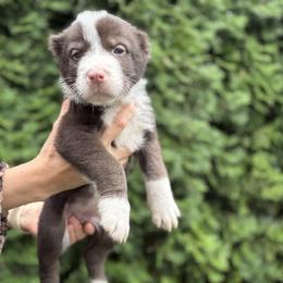 Ducati - Gray female Central Asian Shepherd Dog puppy in Island City, Oregon from Alabaivalley