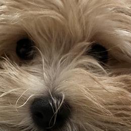 Maltese and Maltipoos from Chez Lexi Kennels