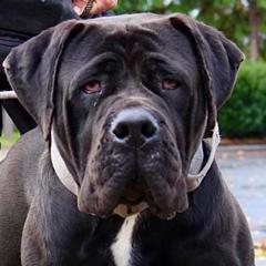 Boerboels from Cascade Boerboels