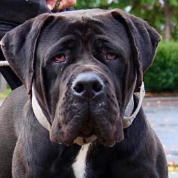 Boerboels from Cascade Boerboels
