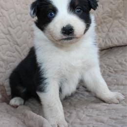 Taki - Black tri-color female Australian Shepherd puppy in Laurel, Mississippi from Reeves Australian Shepherds