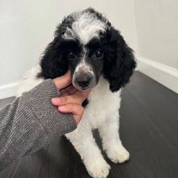 Thor - Parti male Poodle puppy in Lathrop, California from Stellar Poodles