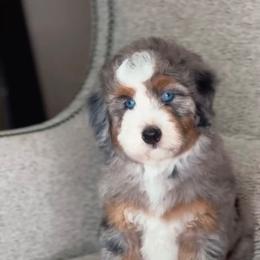 Tippy - Merle female Bernedoodle puppy in West Jordan, Utah from Doodles Friend