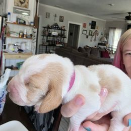 Dark Pink - Brown and white female Basset Hound puppy in Clyde, Texas from Hazard Hound Kennels