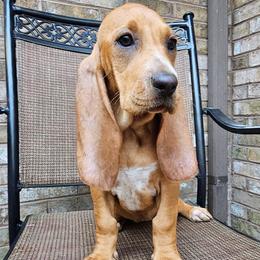 Honey - Red female Colombian Fino Hound puppy in Kingston, Tennessee from Fino Hounds USA