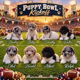 Bernedoodle puppies from Happy Valley Doodles