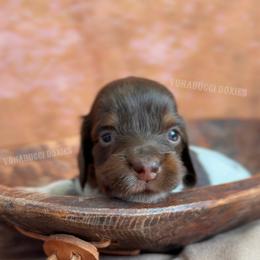 Rose - Piebald female Dachshund puppy in Chandler, Arizona from Vonaducci Doxies, LLC.