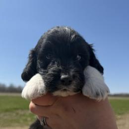 Arrow - Black and white male Aussiedoodle puppy in Jerome, Michigan from Haaspawz