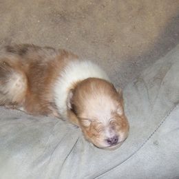 Collie Puppies from Thorndale Collies
