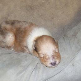 Collie Puppies from Thorndale Collies