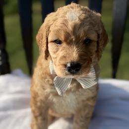 Light Blue - Red  male Goldendoodle puppy in Bethany, Oklahoma from Daisy Mae Doodles