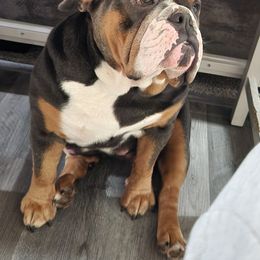Bulldog Puppies from Wiggle Butts Bulldogs