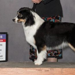 Miniature American Shepherds from Shasta MAS