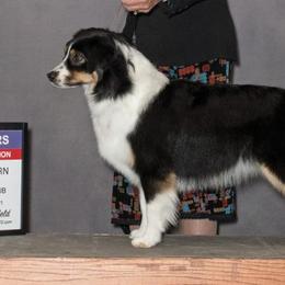 Miniature American Shepherds from Shasta MAS