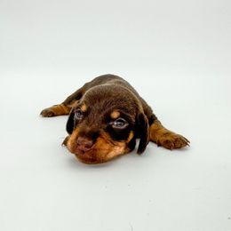 Hattie - Chocolate and tan female Dachshund puppy in Waddell, Arizona from Neu Doxies