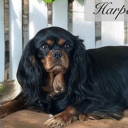 Biewer Terriers, Cavalier King Charles Spaniels, Cavatzus, Poodles, Shihpoos, and Shih Tzus from Rocky Oak Cavaliers & Biewer Terriers LLC