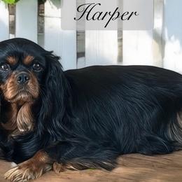 Biewer Terriers, Cavalier King Charles Spaniels, Cavatzus, Poodles, Shihpoos, and Shih Tzus from Rocky Oak Cavaliers & Biewer Terriers LLC
