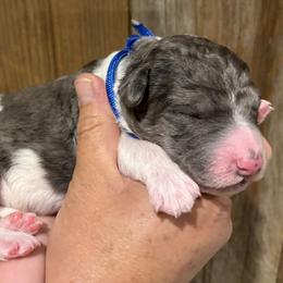 Boy 7 - male Bernedoodle puppy in Coopersburg, Pennsylvania from Deutsch Hund Haus