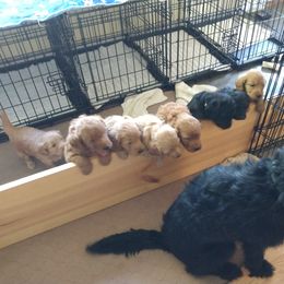Labradoodle Puppies from Sakura Pups