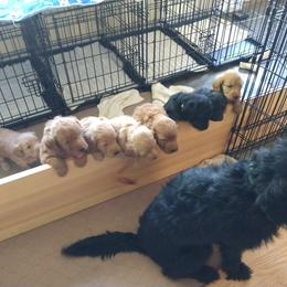 Labradoodle Puppies from Sakura Pups