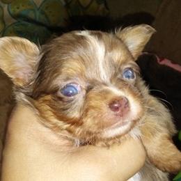 Chihuahua Puppies from Chilove Chihuahuas
