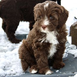 Australian Labradoodle Puppies from Oodles Of Fluffy Doodles