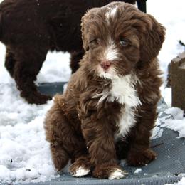Australian Labradoodle Puppies from Oodles Of Fluffy Doodles