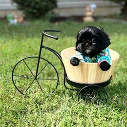 Orange Collar- Helix Stevie - Black and white male Shih Tzu puppy in Mays Landing, New Jersey from Fancy Paws Shorkies & Shih Tzus