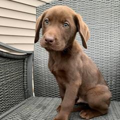 French Brittany and Labrador Retriever Puppies from Mackinaw Valley Gun Dogs