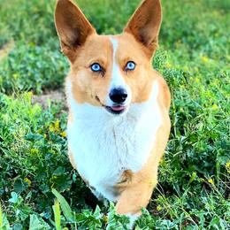 American Corgis and Pembroke Welsh Corgis from Desert Sunset Corgis