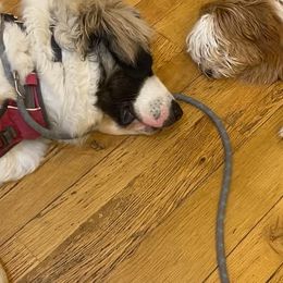 Pyrenean Mastiff All Grown Up from Bella Dulce