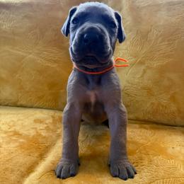 Bambino - Blue male Great Dane puppy in Jerusalem, Arkansas from Mara Danes