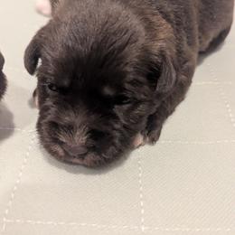 Girl 1 - pink collar - Liver female Miniature Schnauzer puppy in Eupora, Mississippi from Mississippi Mini Schnauzers
