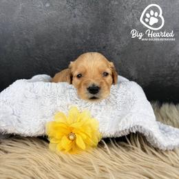 Dani - Cream female Goldendoodle puppy in Utah County, Utah from Big Hearted Breeders