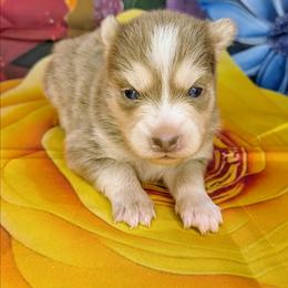 Girl 2 - Lavender female Pomsky puppy in Spring Hill, Florida from www.PuppyTimeEmporium.com