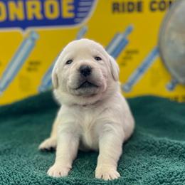 Flurry - Yellow female Labrador Retriever puppy in Puyallup, Washington from 12 Door Farm Labradors