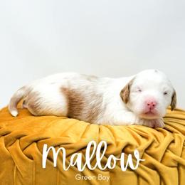 Mallow - Parti male Goldendoodle puppy in Calvin, Oklahoma from BellaDoodles