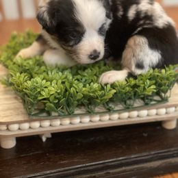 Miniature Australian Shepherd Puppies from Little Sooner Aussies